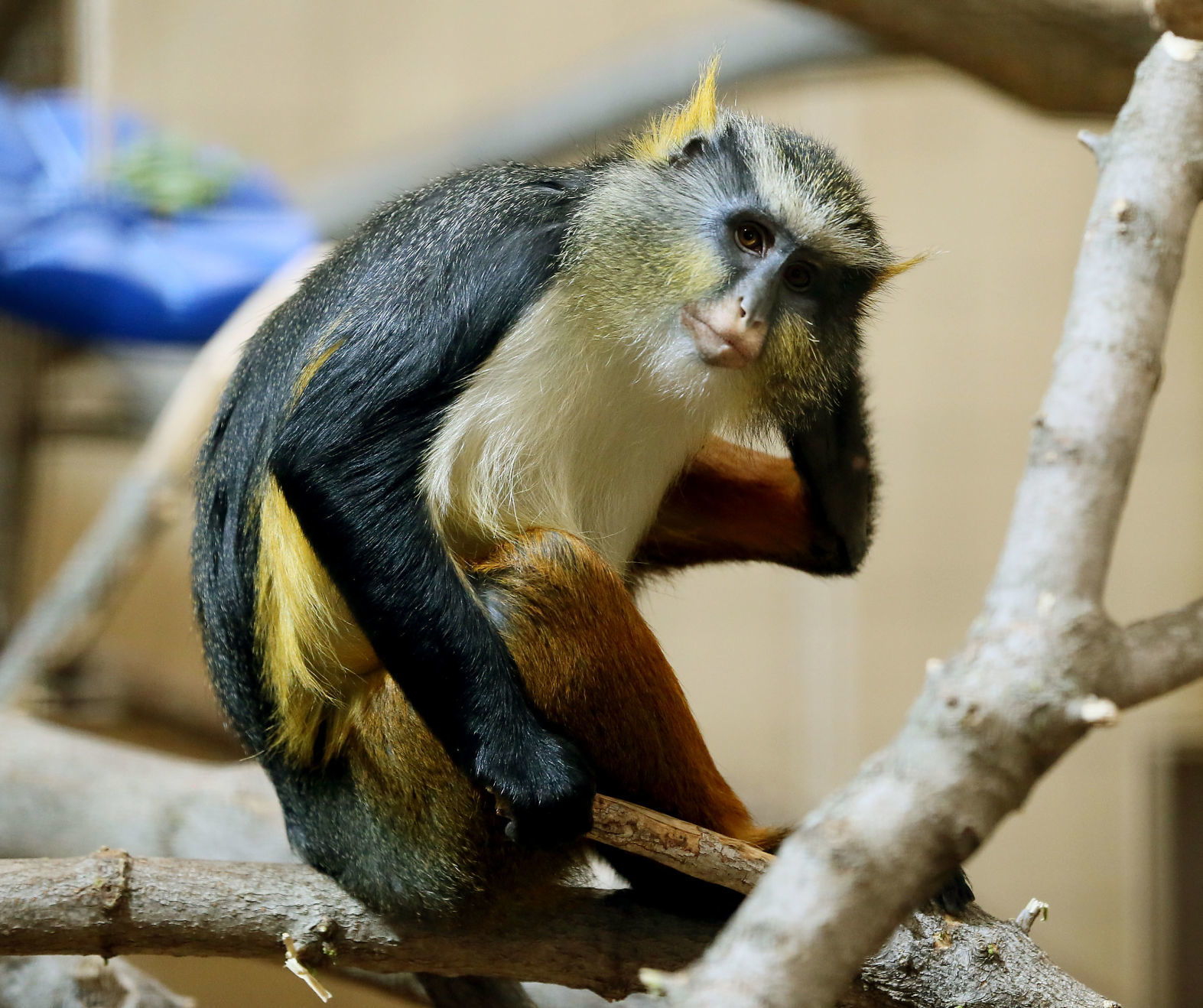 041819-mda-nws-primates-008